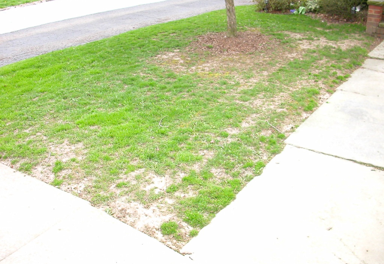 Slice Seeding Good Nature Organic Lawn Care